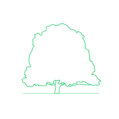 Plants Deciduous Trees Sycamore Tree Tracing Svg Vector, Free Vectors File